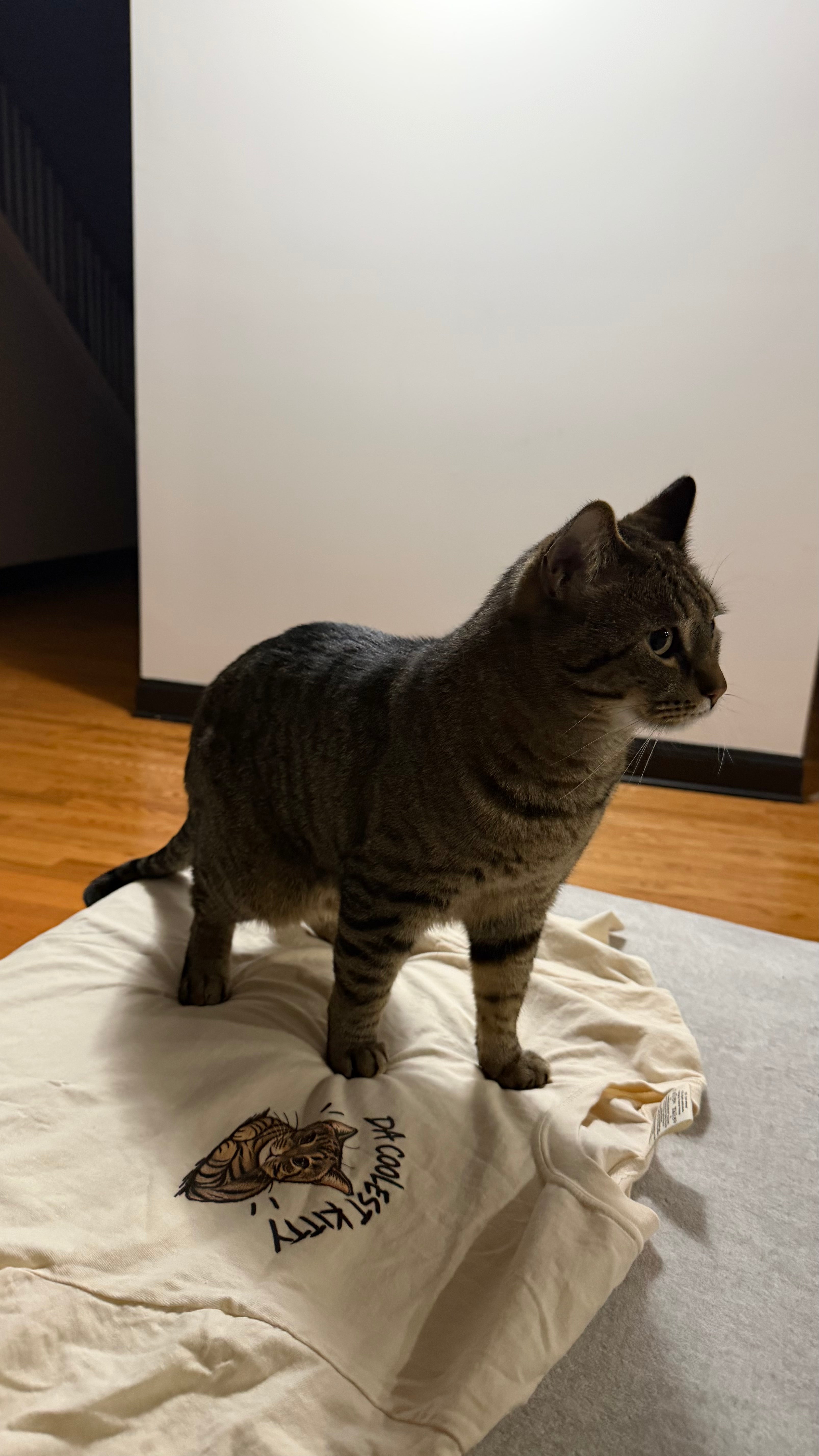 Coolest Kitty T-Shirt — Tiger Tee